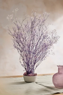 Preserved Gypsophila Bunch