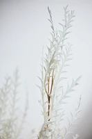 Preserved Grevillea Bunch