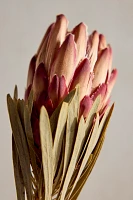 Dried Protea Venus Stem