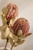 Dried Banksia Coccinea Bunch