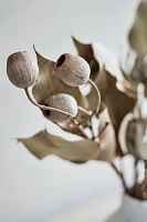 Dried Eucalyptus Ficifolia Bunch