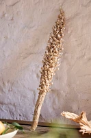 Dried Attalea Stalk