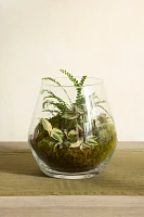 Arja Glass Terrarium