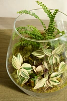 Arja Glass Terrarium