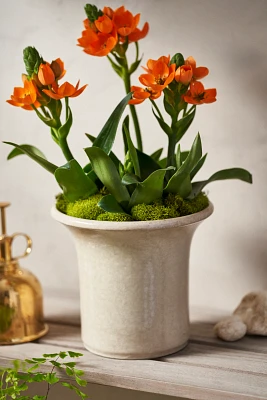 Flared Rim Ceramic Planter