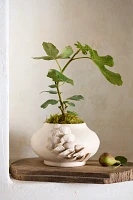 Shelf Mushroom Ceramic Planter