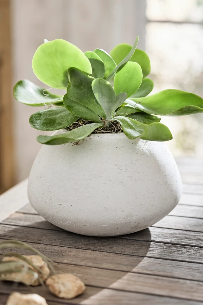 Rounded Jar Cement Planter