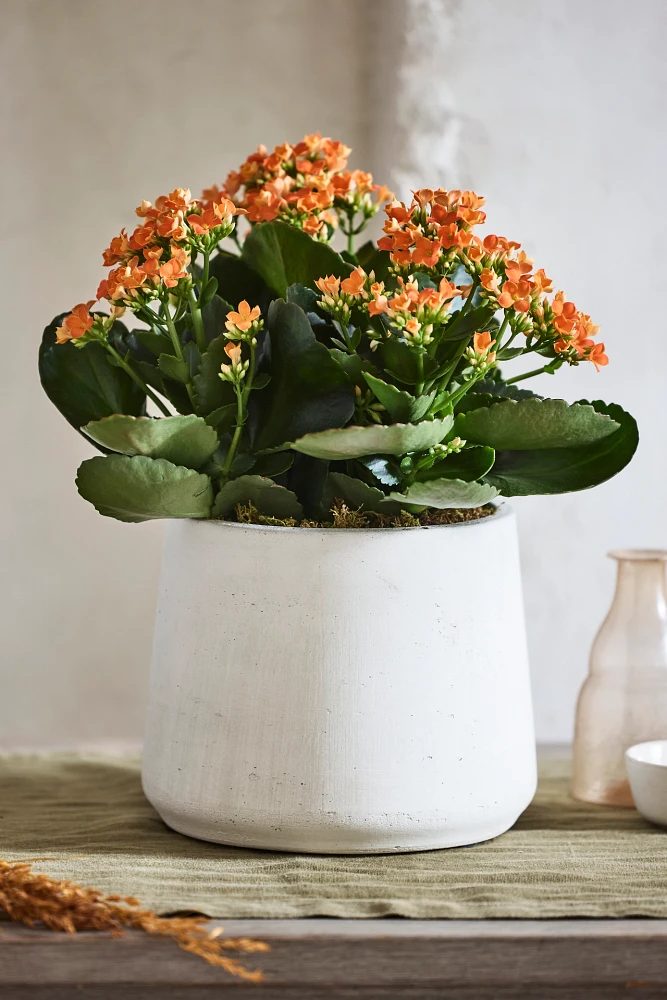 Droplet Cement Planter