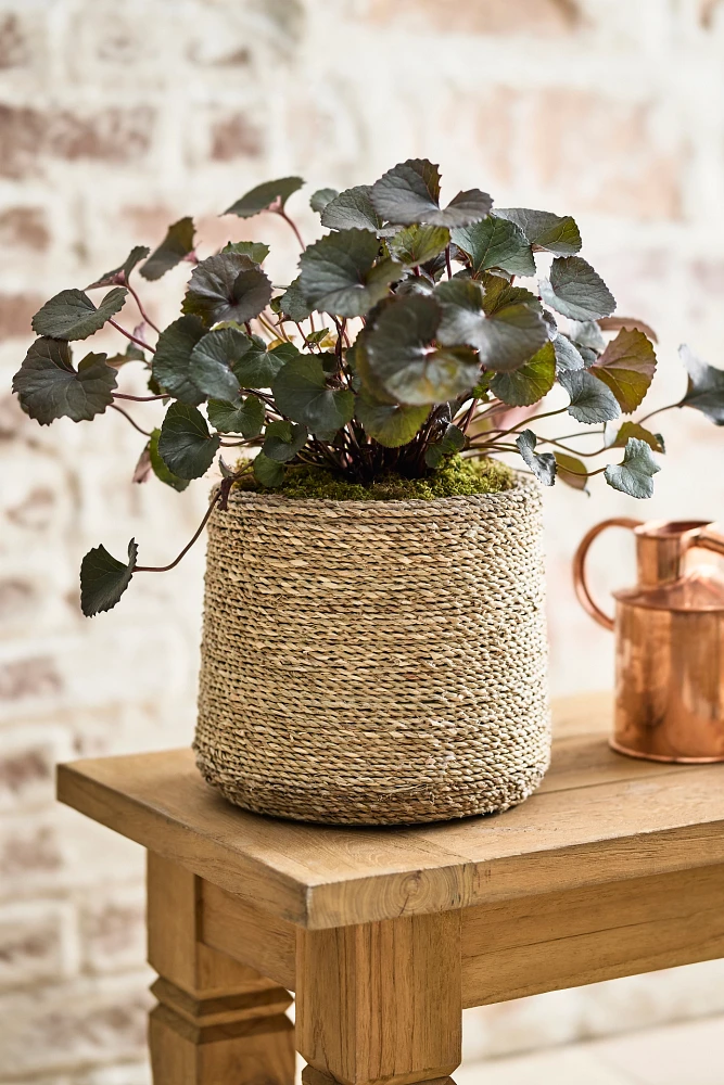 Woven Seagrass + Fiber Taper Pot