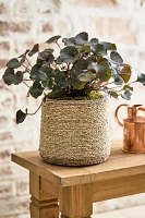 Woven Seagrass + Fiber Taper Pot