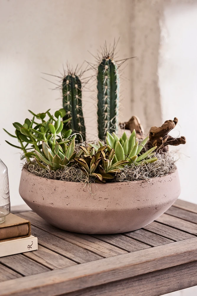 Beveled Cement Bowl Planter