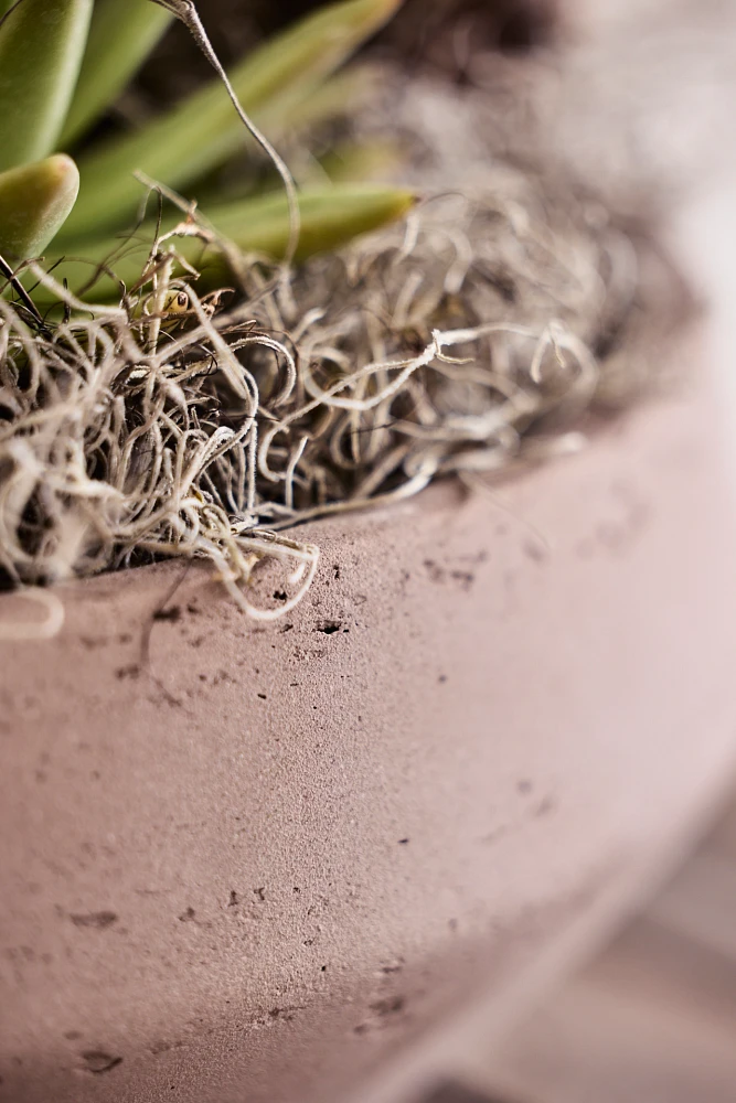 Beveled Cement Bowl Planter