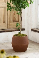 Fiber Beveled Barrel Planter