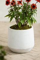 Fiber Angled Drop Planter