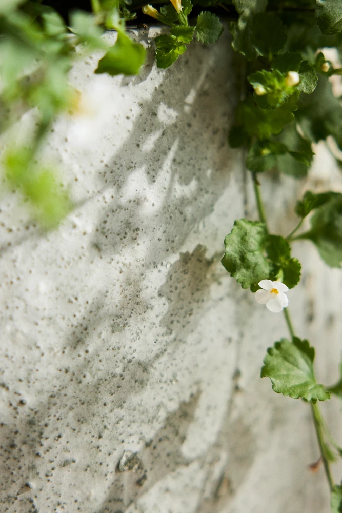 Barnacle Fiber Concrete Egg Planter