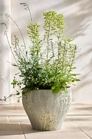 Barnacle Fiber Concrete Curved Jar Planter