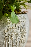 Barnacle Fiber Concrete Curved Jar Planter