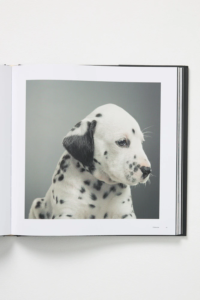 Dogs: Photographs by Tim Flach
