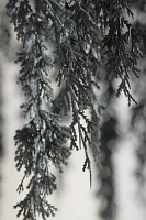 Cascading Black Boughs Chandelier