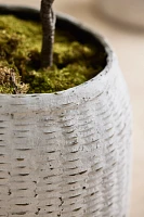 Bamboo + Fiber Jar Planter