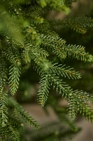 Faux Norway Spruce Tree