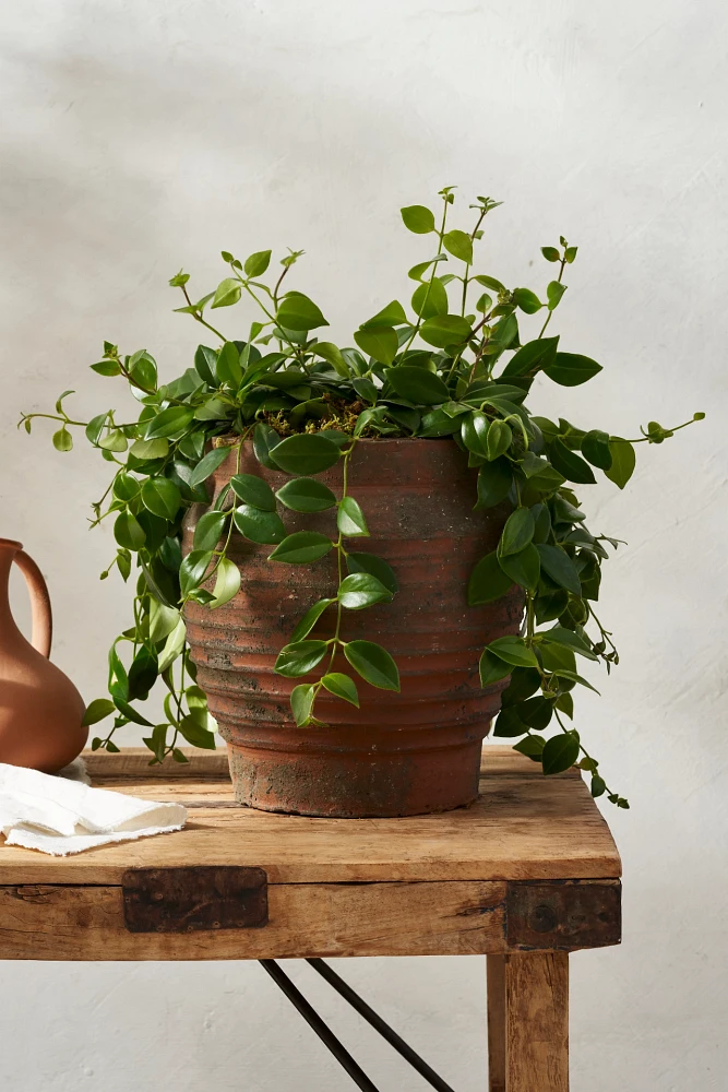 Antiqued Terracotta Jar Planter