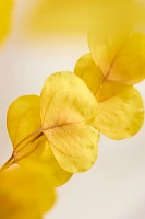 Dried Yellow Eucalyptus Populus Bunch