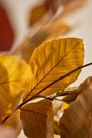 Preserved Fagus Bunch