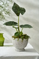 Pumice Footed Bowl Planter