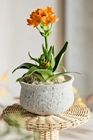 Pumice Pinched Rim Planter