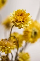 Dried Strawflower Bunch