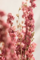 Dried Larkspur Bunch