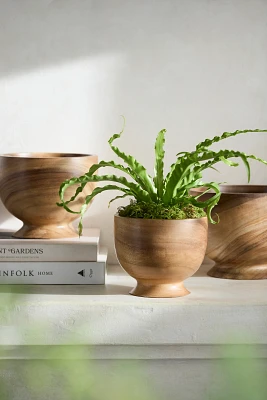 Footed Acacia Bowl Planter