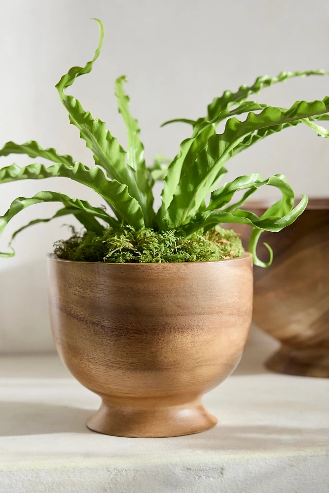 Footed Acacia Bowl Planter