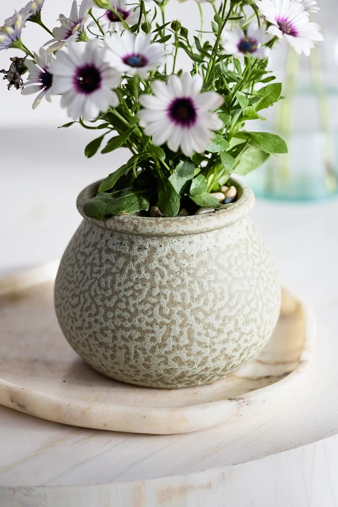 Round Rim Terracotta Jar Planter