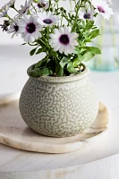 Round Rim Terracotta Jar Planter