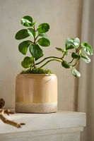 Two-Tone Ceramic Cylinder Planter