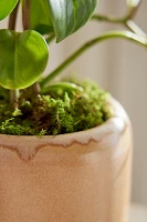 Two-Tone Ceramic Cylinder Planter