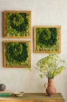 Swirl Preserved Moss Frame