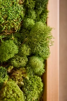 Old Growth Preserved Moss Frame