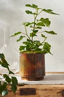 Burnished Ridge Planter