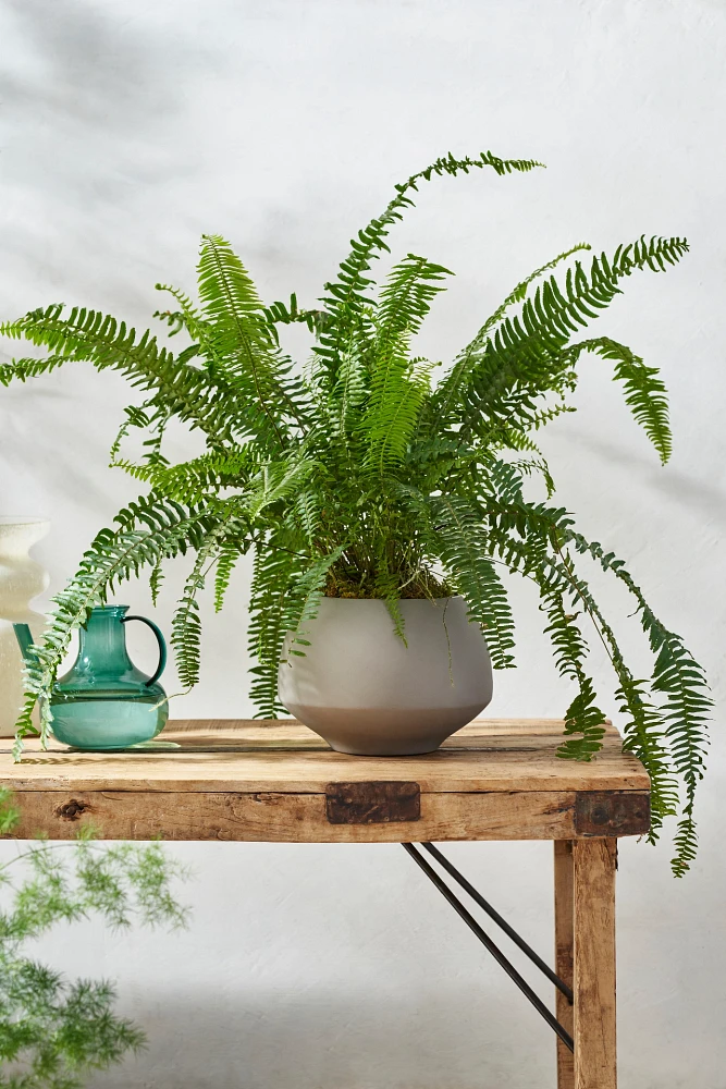 Kimberly Fern, Grey Colored Clay Pot