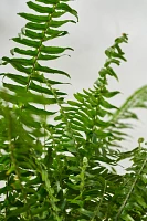 Kimberly Fern, Grey Colored Clay Pot