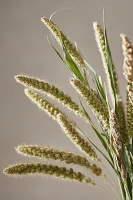 Preserved Millet Bunch