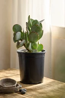 Silver Dollar Jade Plant