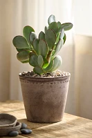 Silver Dollar Jade Plant