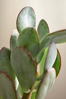 Silver Dollar Jade Plant