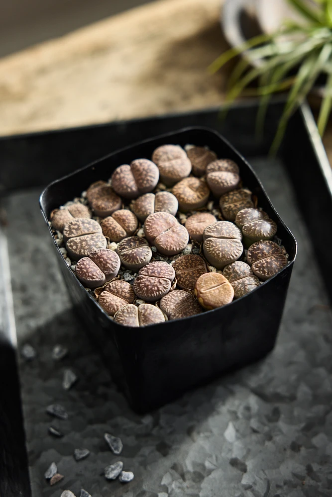 Lithops Plants