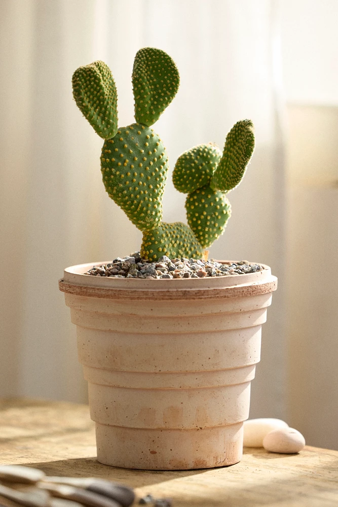 Bunny Ear Cactus