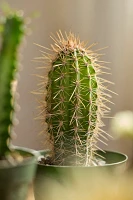 Assorted Cactus Collection, 4 Plants